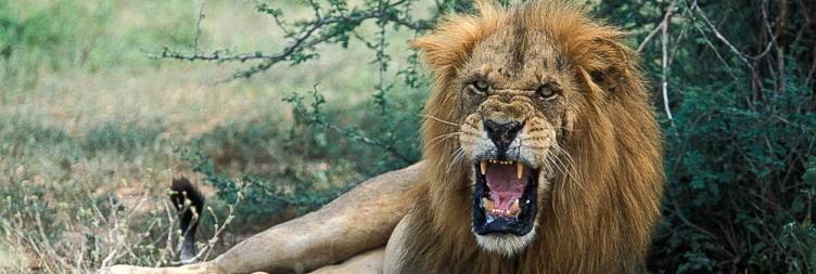 Day 5 Birding the Golden Mile