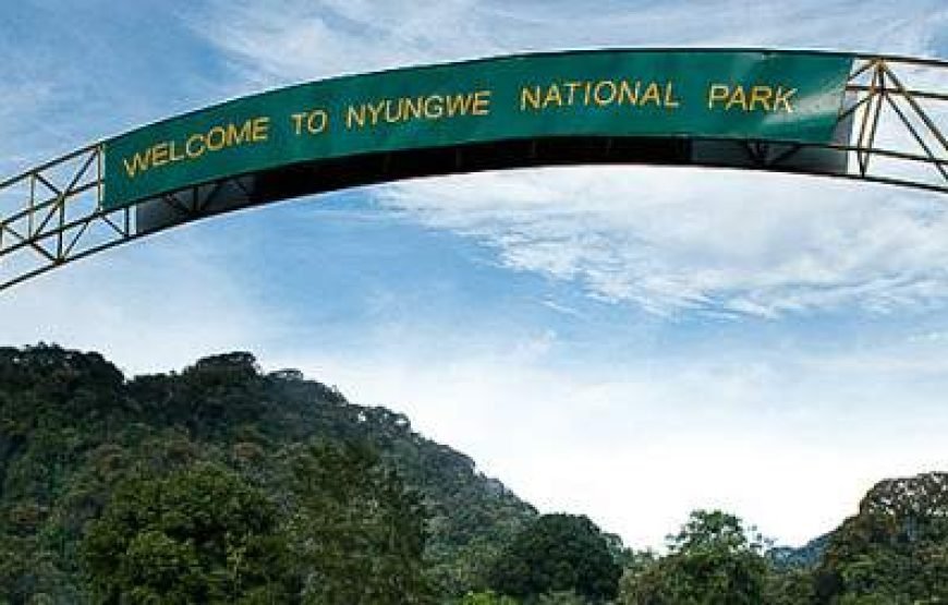 6-Day Rwanda Chimpanzee and Golden Monkey Trekking