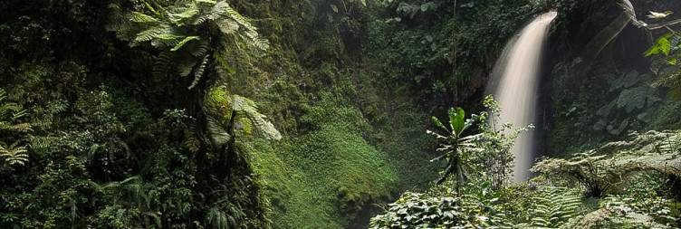 Day 3 Forest National Park , Chimpanzee Trekking, Tea Plantation