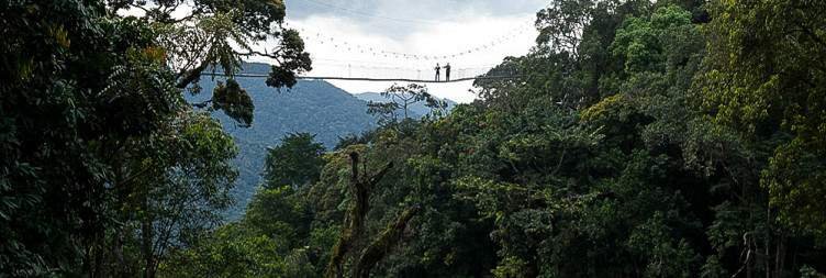Day 2 Kigali To Nyungwe National Park – Canopy Walk Adventure - Zipline