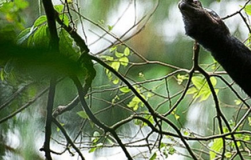 9-Day Explore the Best of Rwanda