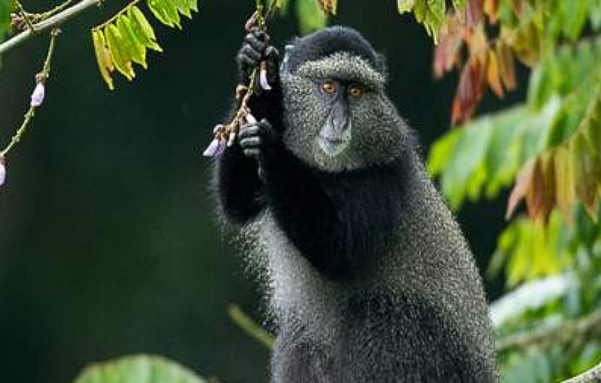 13-Day Cultural and Wildlife Uganda Safari