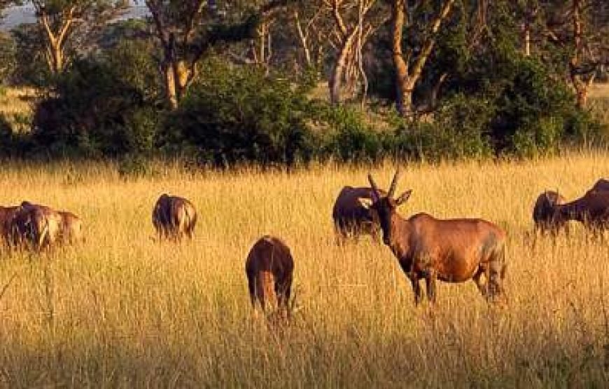 14-Day Uganda Gorilla Chimpanzees and Wildlife Safari