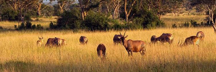 Day 11 Transfer to Queen Elizabeth National Park