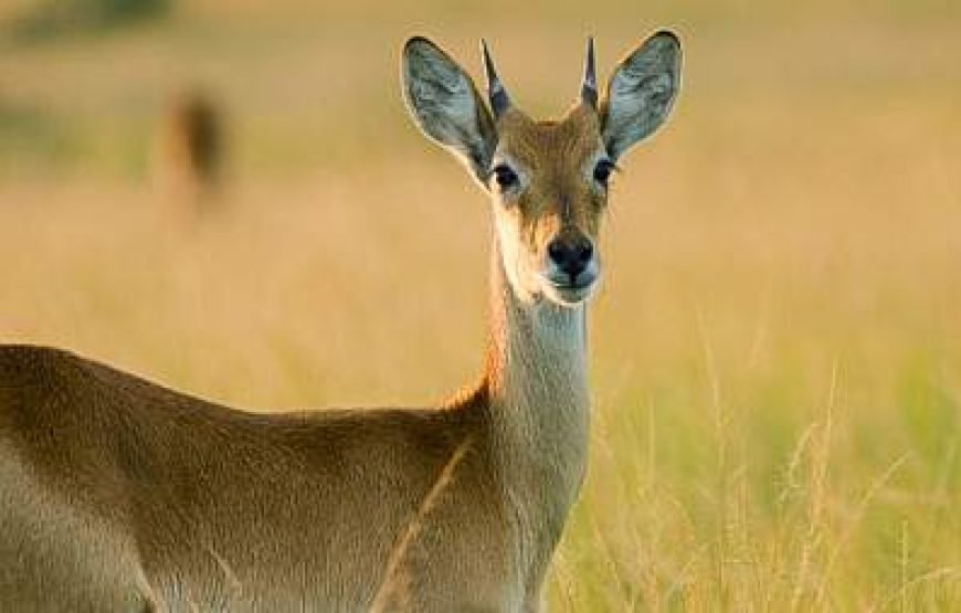 4-Day Rwanda Gorilla and Golden Monkey Trekking Tour