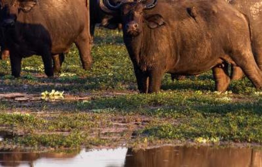 10-Day Wildlife and Culture Wonders of Uganda