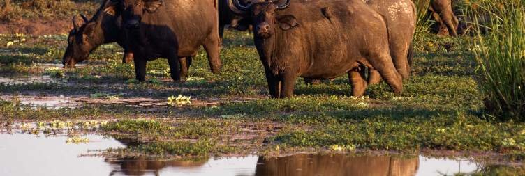 Day 10 Ngorongoro Crater Safari