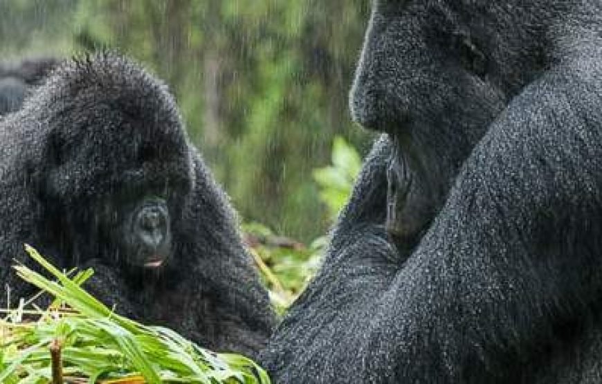 4-Day Rwanda Golden Monkey Trek and Bisoke Hike Trip