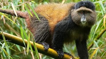 Exploring Mgahinga Gorilla