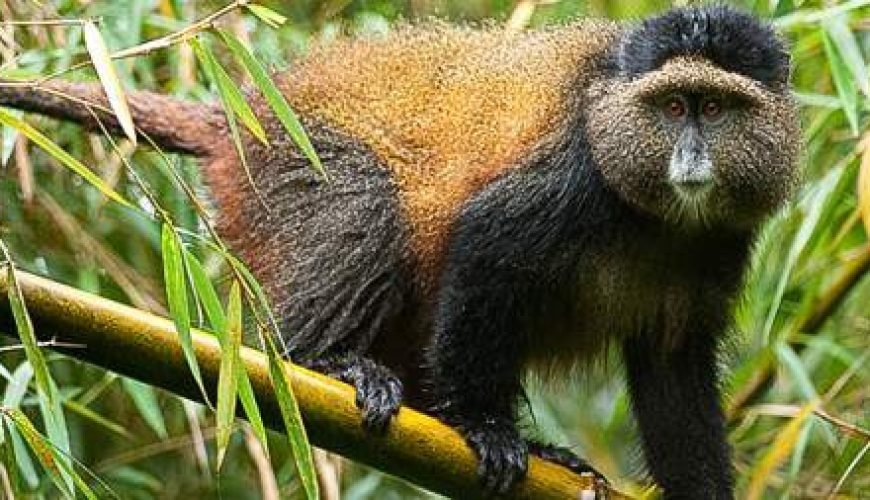 Exploring Mgahinga Gorilla