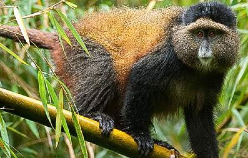 3-Day Rwanda Gorilla & Golden Monkey Trekking Safari