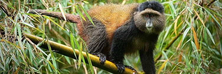 Day 4 Drive to Murchison Falls National Park