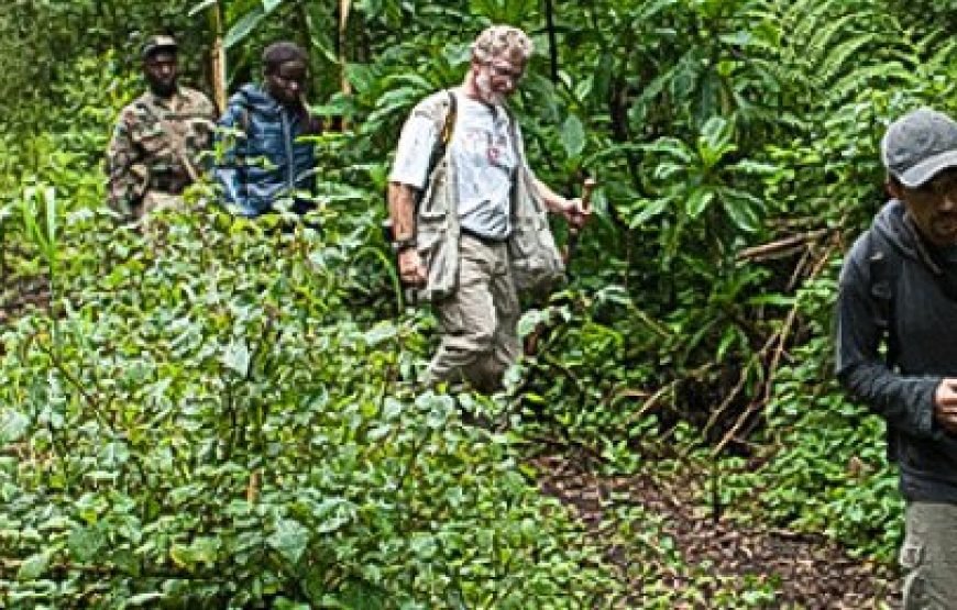4-Day Rwanda Golden Monkey Trek and Bisoke Hike Trip