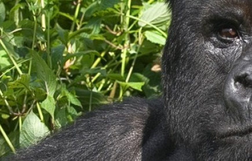 6-Day Rwanda Escape – Forest Trails & Volcanoes Views