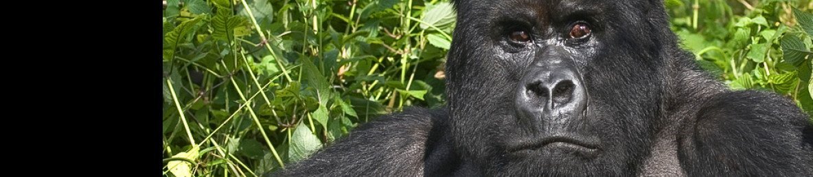  Day 2 GorillaTrekking at Volcanoes National Park