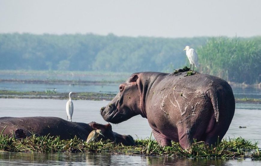 2 Days Family Safari to Murchison Falls Park Uganda