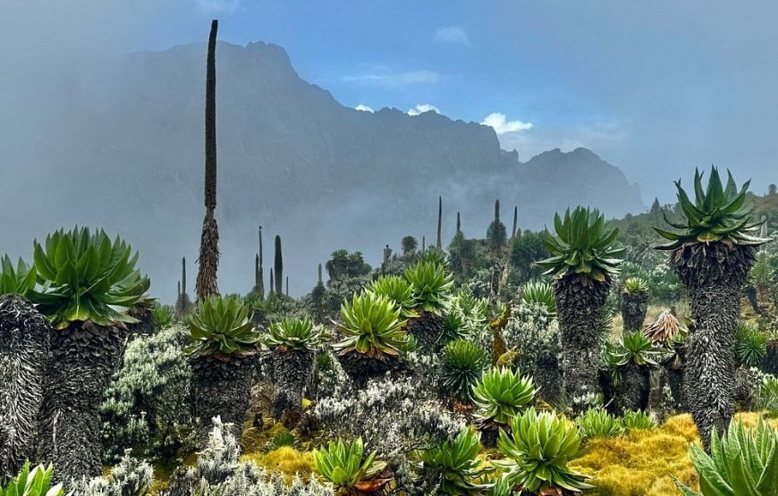 7‑Day Rwenzori Mountains Trekking with Margherita Peak Summit – Epic Alpine Adventure