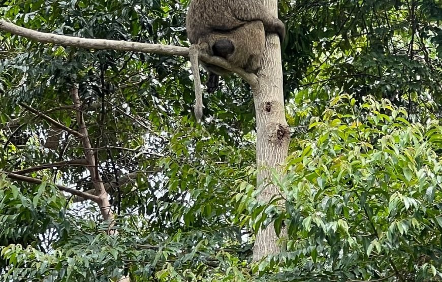 5 Days Gorilla and Chimpanzee Trekking in Uganda – Unforgettable Primate Adventure