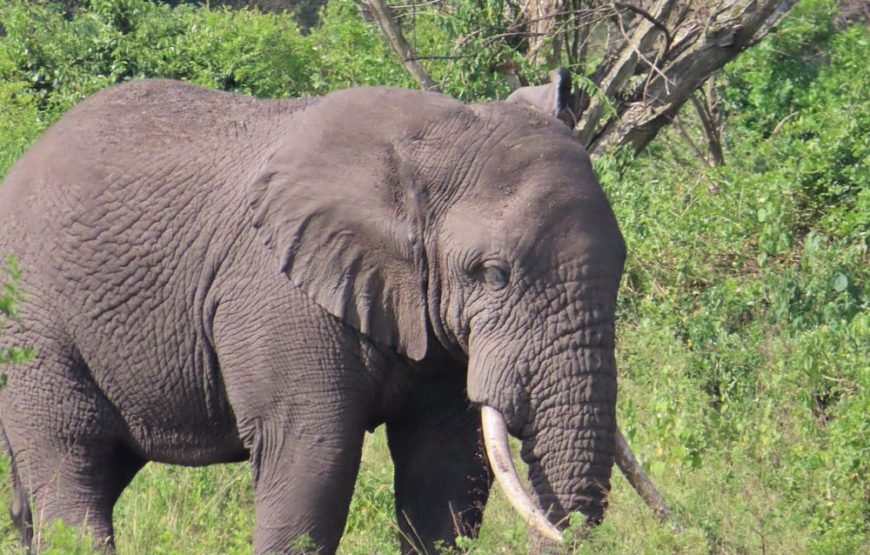 10 Days Uganda Gorilla, Chimpanzee & Wildlife Safari