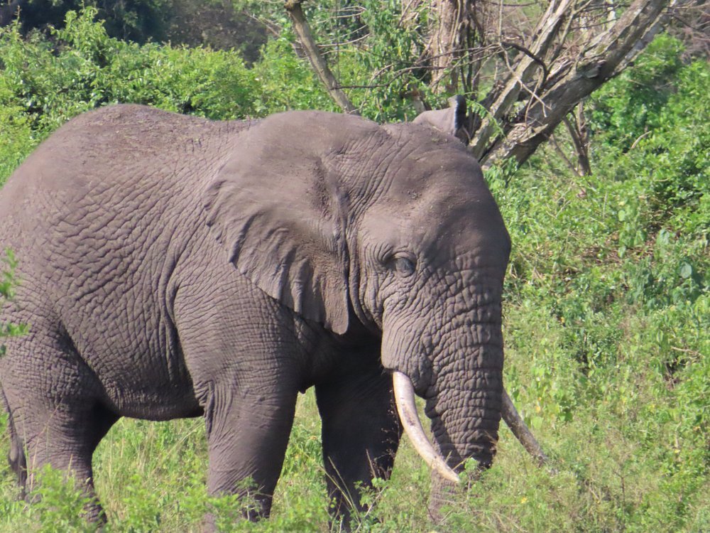 Day 5 Game drive and a community visit to the iyk