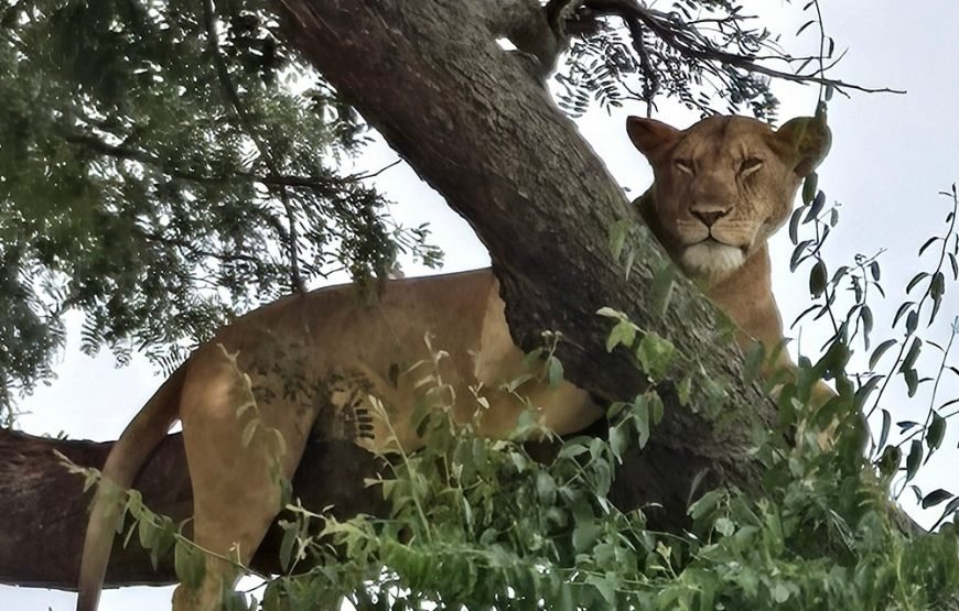 6 Days Big Five Tour Adventure & Chimpanzee Tracking