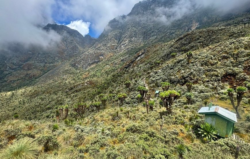 7‑Day Rwenzori Mountains Trekking with Margherita Peak Summit – Epic Alpine Adventure