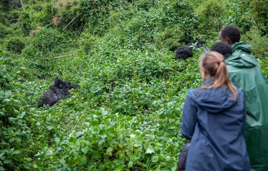 5 Days Gorilla and Chimpanzee Trekking in Uganda – Unforgettable Primate Adventure