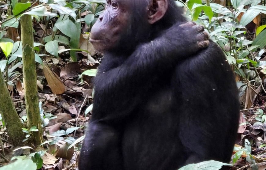 3-Day Gorilla Trekking & Lake Bunyonyi Tour Kigali