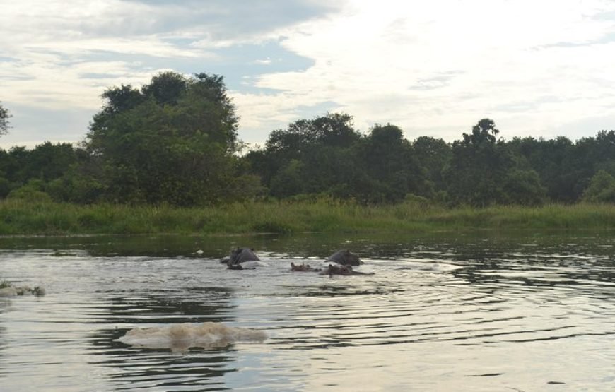 2 Days Family Safari to Murchison Falls Park Uganda