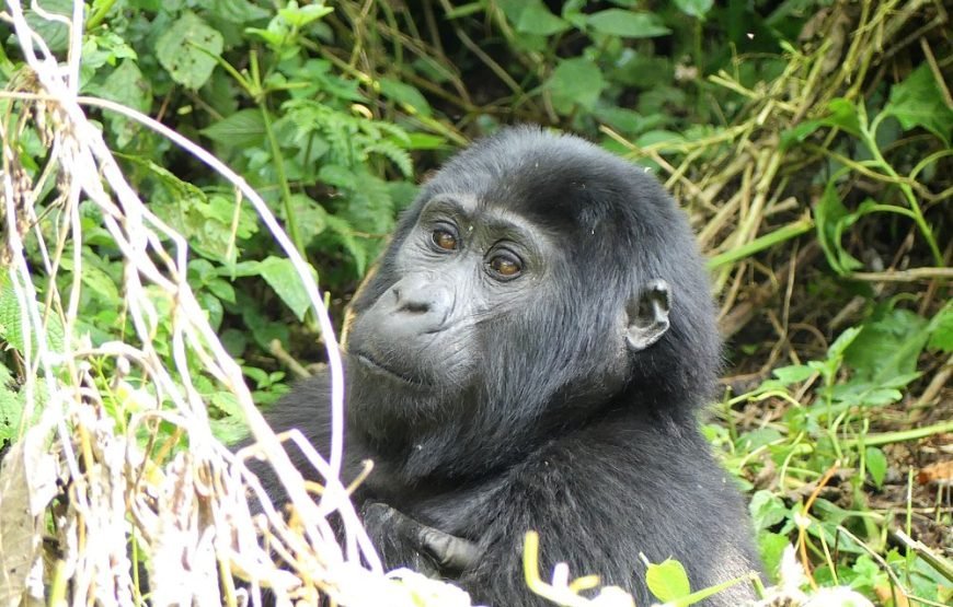 6 Days Big Five Tour Adventure & Chimpanzee Tracking