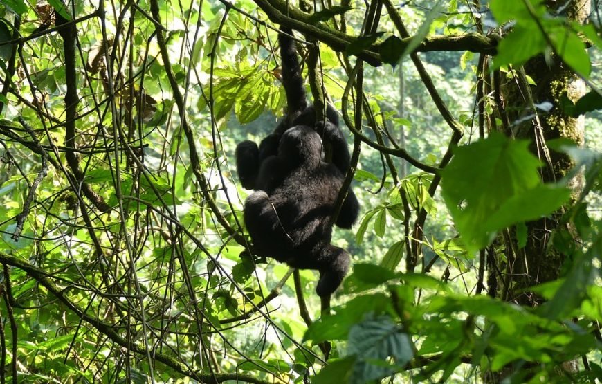 6 Days Big Five Tour Adventure & Chimpanzee Tracking