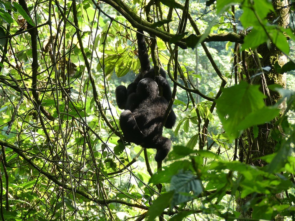 Day 4 After enjoying an early breakfast, set off to track the rare golden monkeys through the bamboo forests of the mountains.