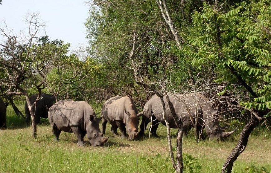 3-Day Gorilla Tracking in Bwindi Impenetrable Park