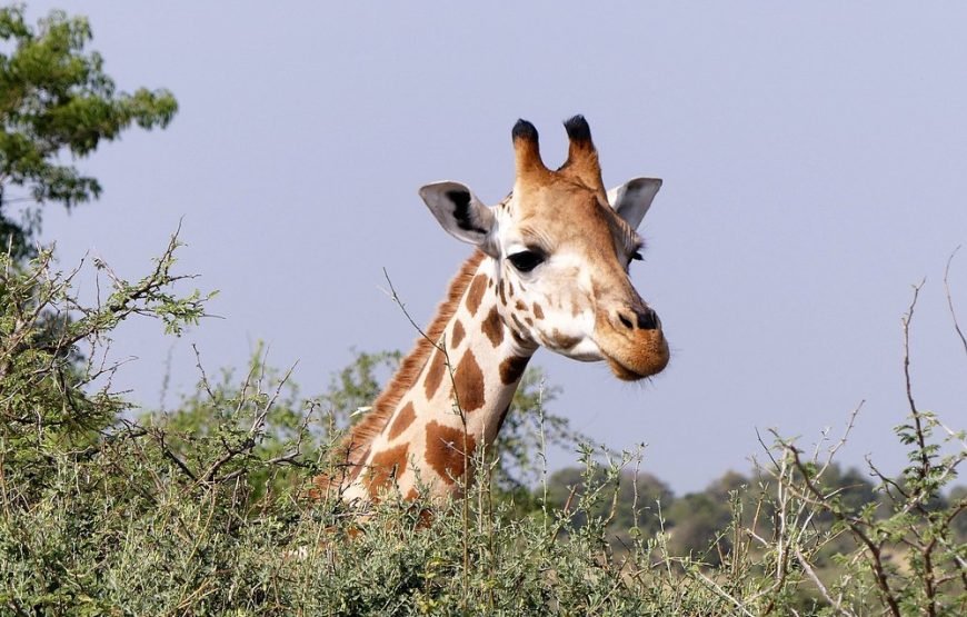 2 Days Family Safari to Murchison Falls Park Uganda