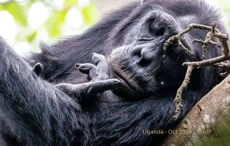 6 Days Big Five Tour Adventure & Chimpanzee Tracking