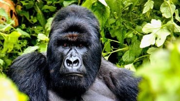 Akagera National Park