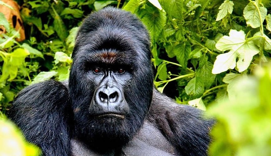 Akagera National Park