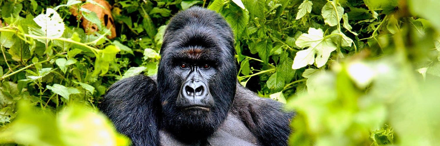 Akagera National Park