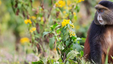 Golden Monkeys in East Africa