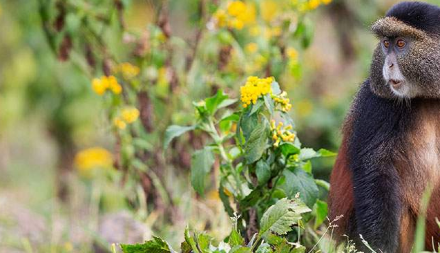 Golden Monkeys in East Africa
