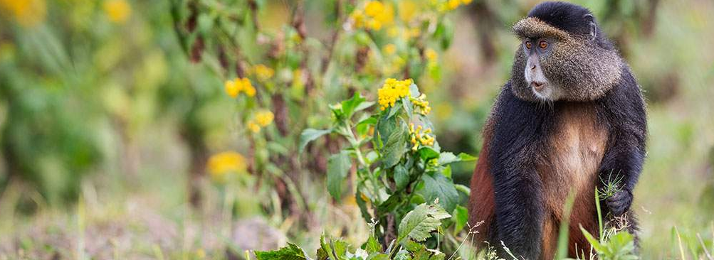 Golden Monkeys in East Africa