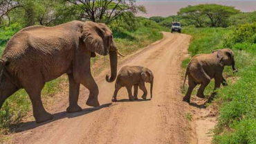 Ultimate Guide to Visiting Tarangire National Park