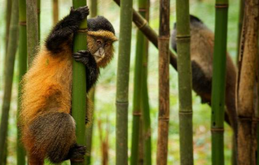 8-Day Gorillas, Murchison Falls and Kibale Chimp Trek