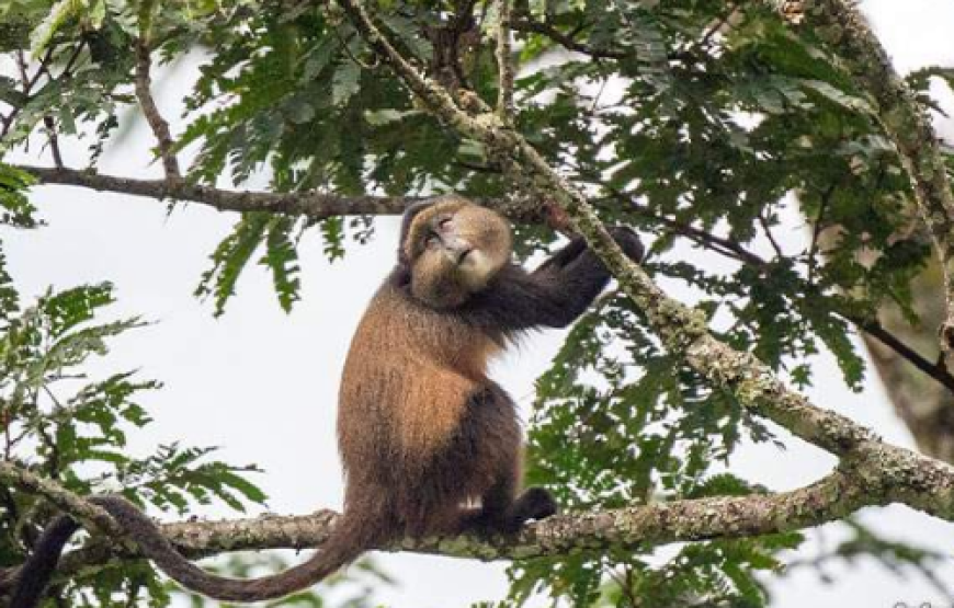 8-Day Gorillas, Murchison Falls and Kibale Chimp Trek