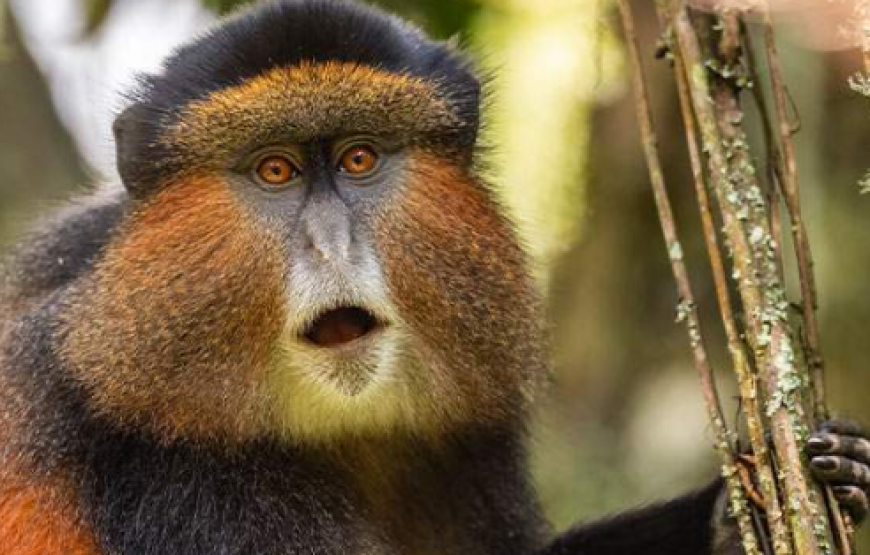 8-Day Gorillas, Murchison Falls and Kibale Chimp Trek