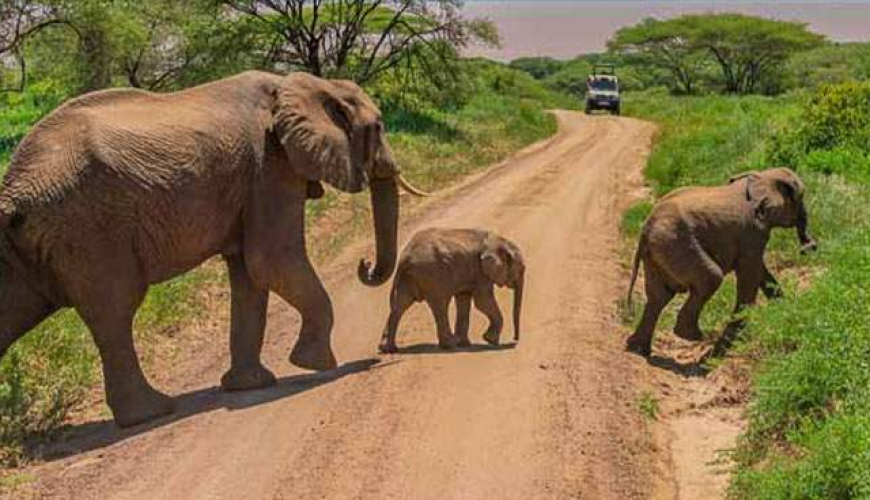 Ultimate Guide to Visiting Tarangire National Park