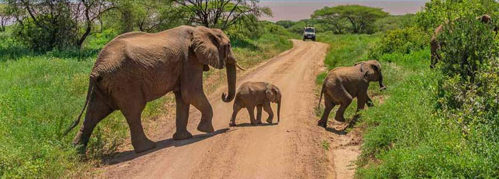 Ultimate Guide to Visiting Tarangire National Park