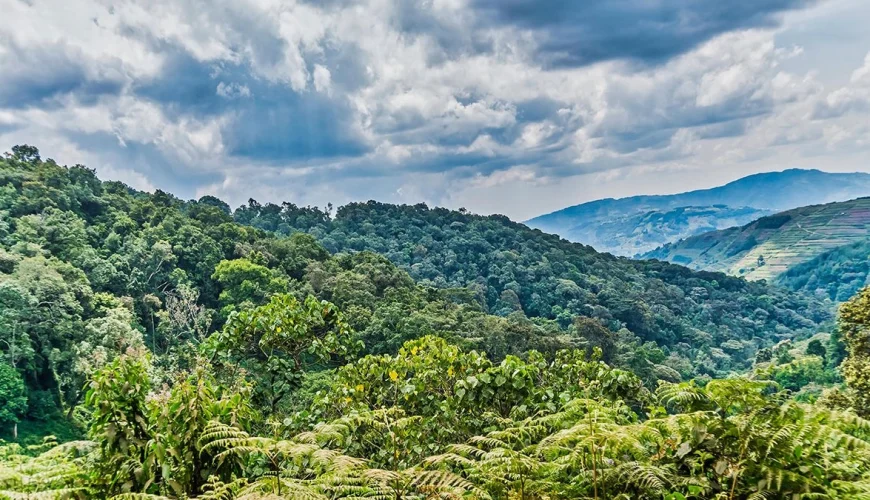 Bwindi Impenetrable National Park
