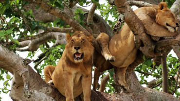 Queen Elizabeth National Park Uganda :Uganda’s 1 Best Safari Wonderland