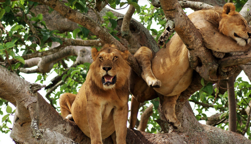 Queen Elizabeth National Park Uganda :Uganda’s 1 Best Safari Wonderland